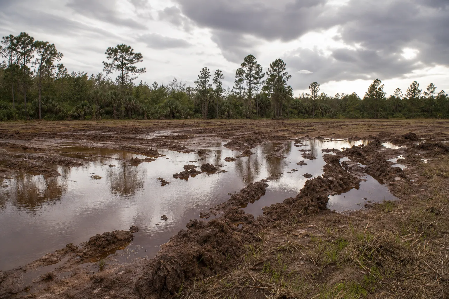 A churned mud pit with deep water-filled ruts in a cleared Florida field, backed by a pine and palmetto treeline under a humid sky.