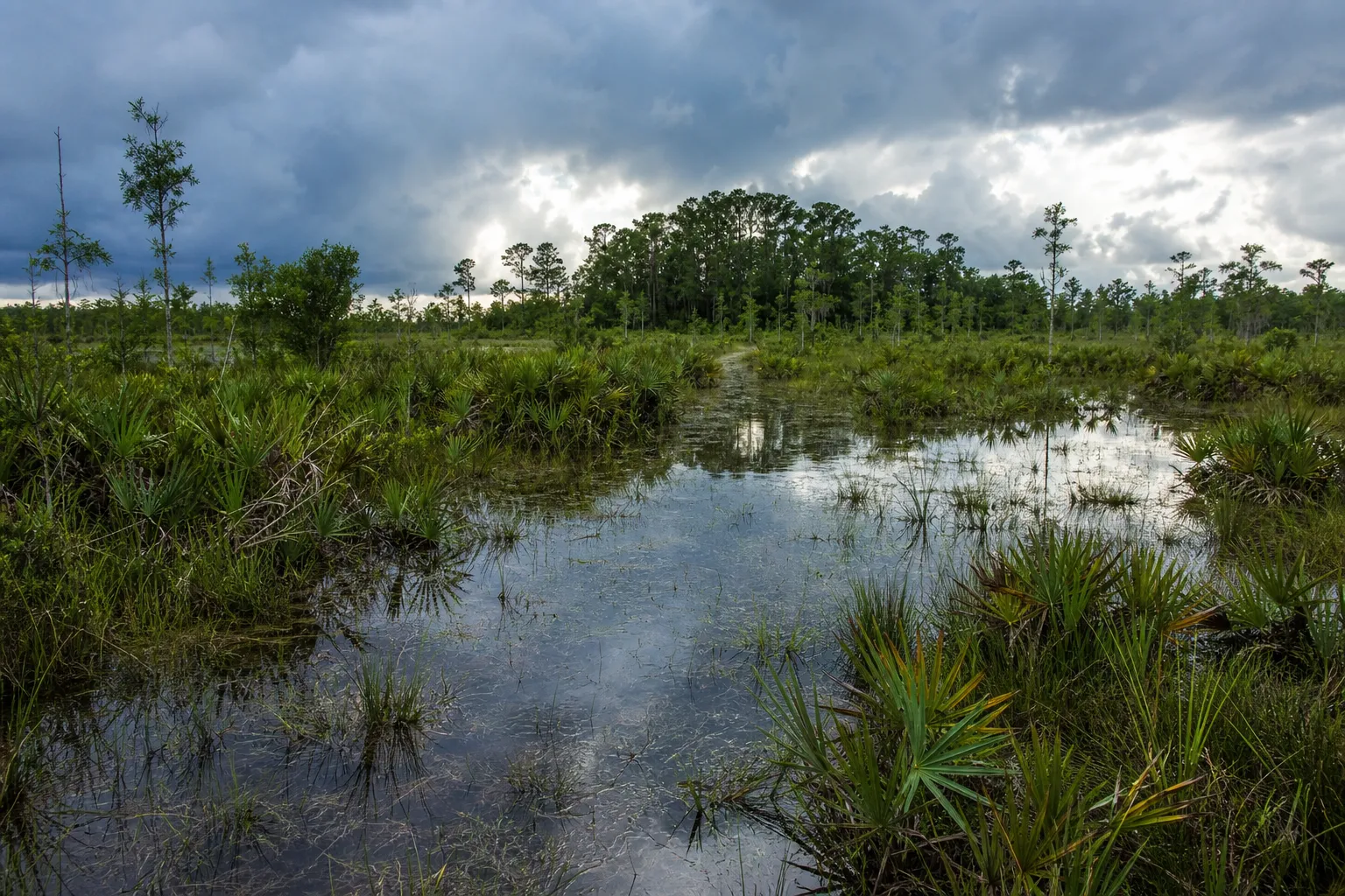 A Southwest Florida wet prairie in the rainy season, with shallow water sheeting across grass toward a distant cypress dome under storm light.
