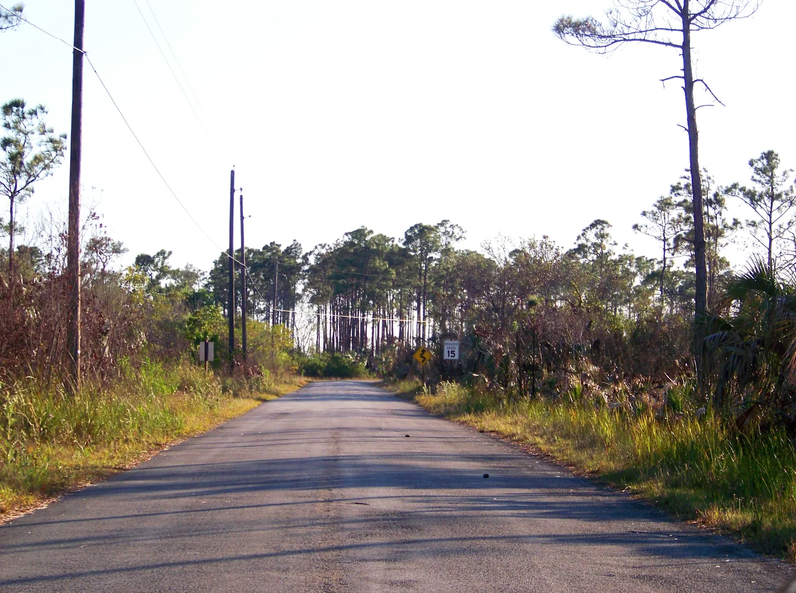 Narrow two-lane road running straight into pine and palmetto scrub on Loop Road in Big Cypress National Preserve, with a 15 mph curve sign at the treeline.