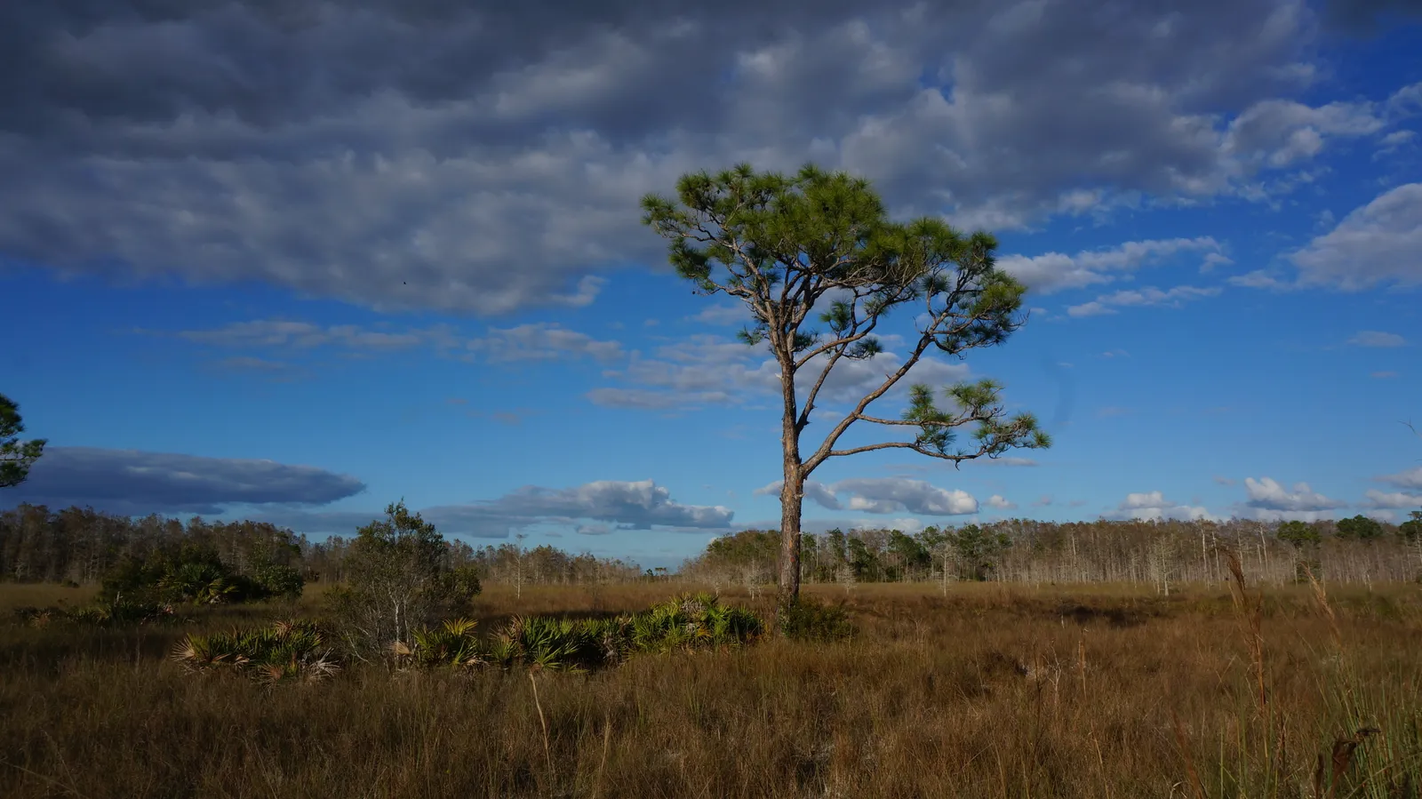 A lone slash pine standing over open wet prairie and saw palmetto in Big Cypress National Preserve, under a broad blue sky streaked with cloud.