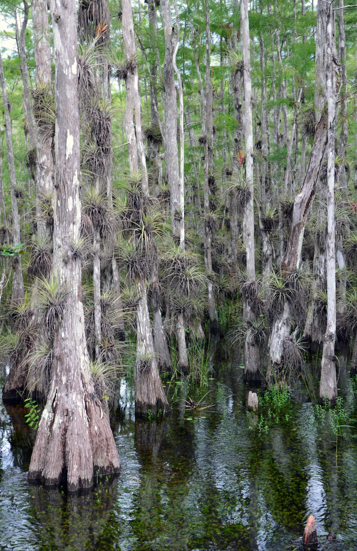 A dense stand of pond cypress with flared buttressed trunks and clumps of bromeliads, standing in shallow dark water in Big Cypress National Preserve.