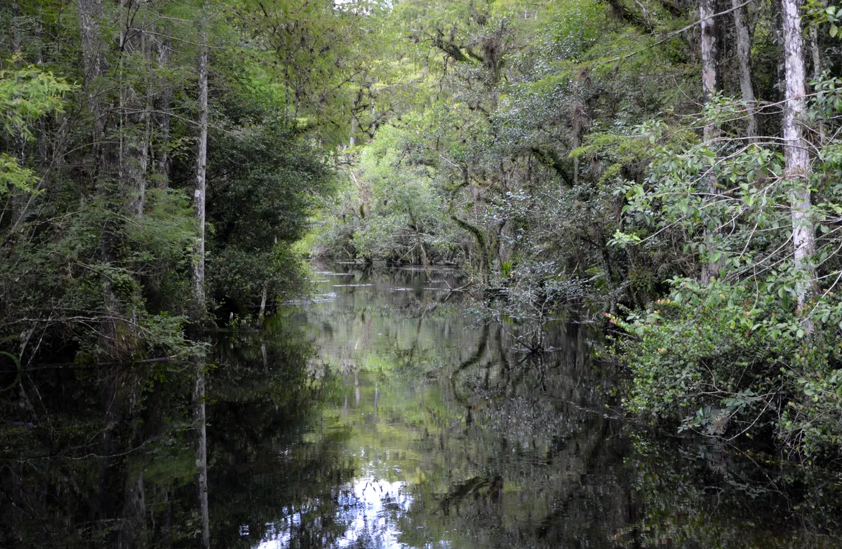 A dark still slough running back into dense cypress and oak canopy alongside Loop Road in Big Cypress National Preserve.