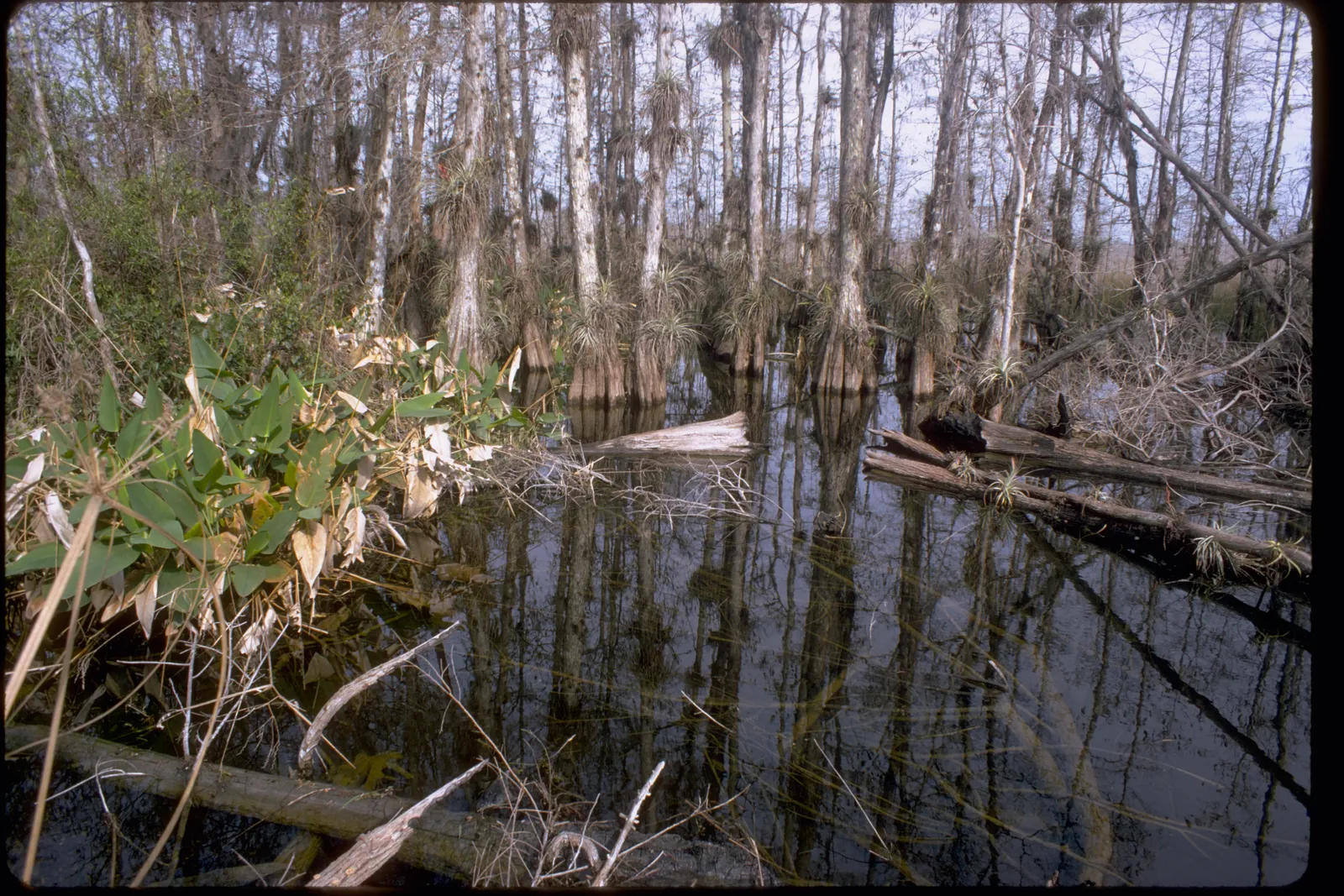 Standing tea-coloured water running back through bare cypress trunks hung with airplants and Spanish moss in Big Cypress National Preserve.