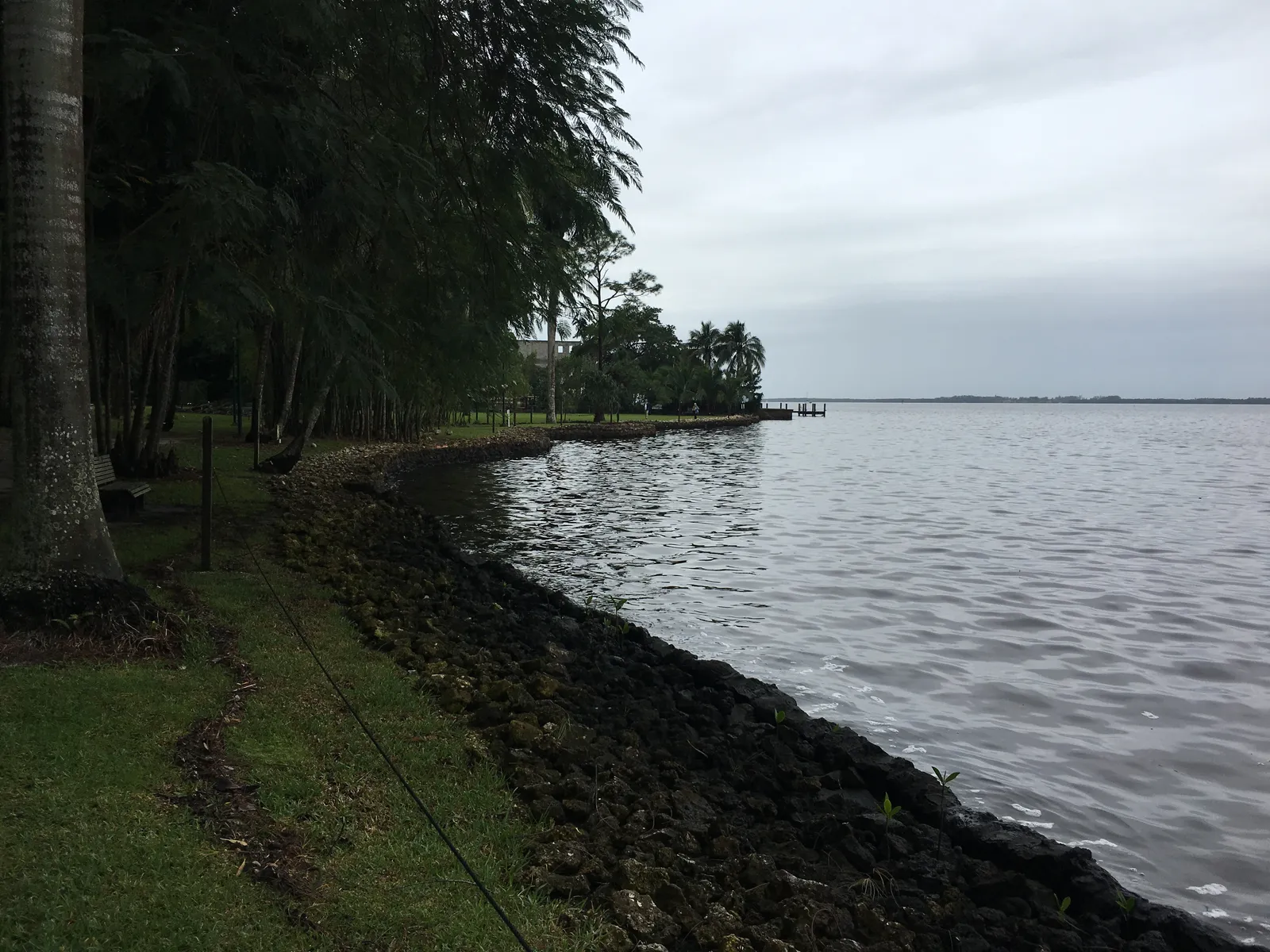The wide grey Caloosahatchee River at Fort Myers on an overcast day, seen along a riprap shoreline lined with royal palms and bamboo.
