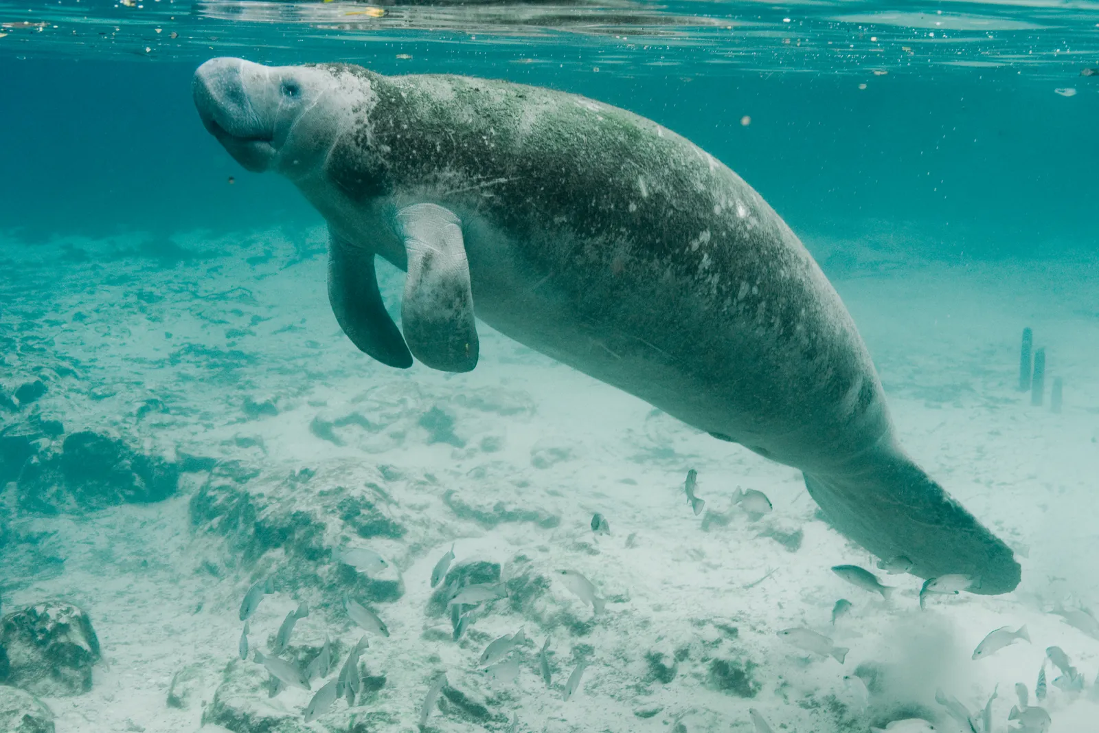 A Florida manatee hanging just under the surface in clear turquoise water above a pale sand bottom, small fish scattered beneath it.