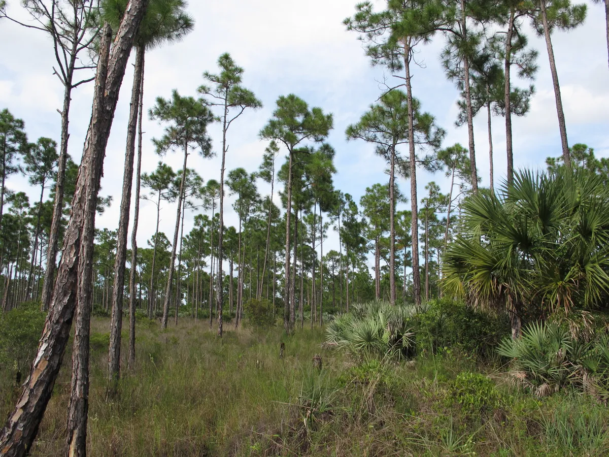 Open Florida pine flatwoods: widely spaced slash pines over wiregrass and saw palmetto under a partly clouded sky.