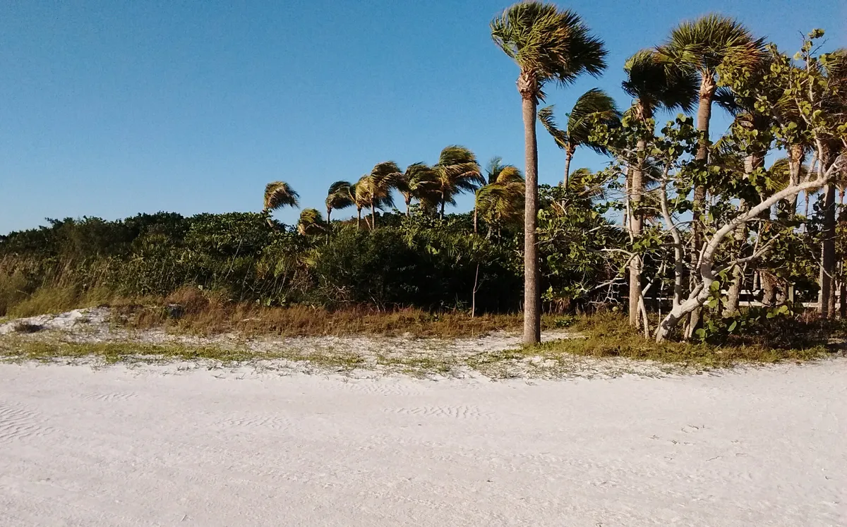 Empty white sand beach at Lovers Key backed by wind-bent cabbage palms and sea grape scrub under a deep blue sky.