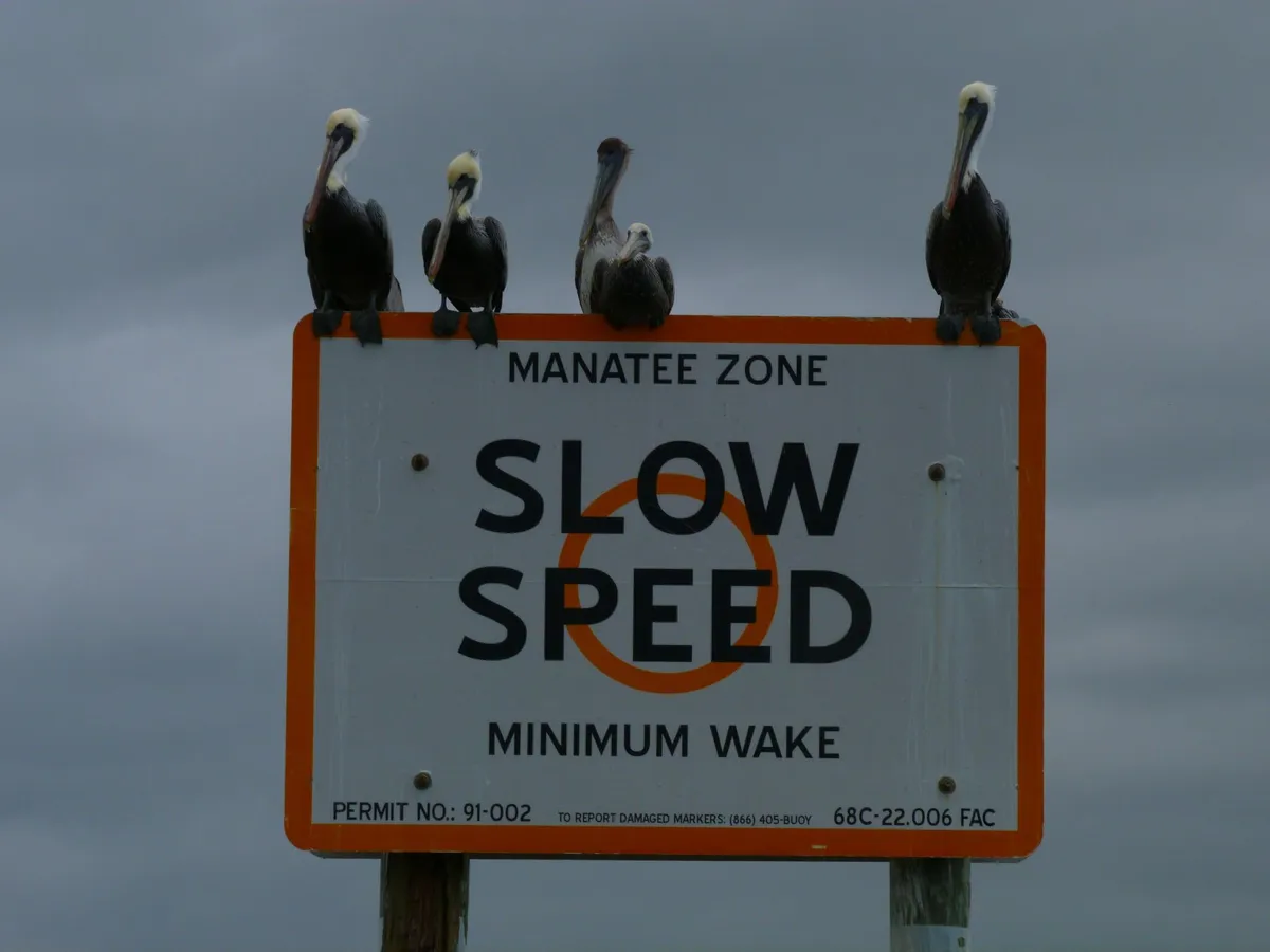 An orange-bordered Florida regulatory sign reading MANATEE ZONE / SLOW SPEED / MINIMUM WAKE, with four brown pelicans perched along its top edge against a grey sky.
