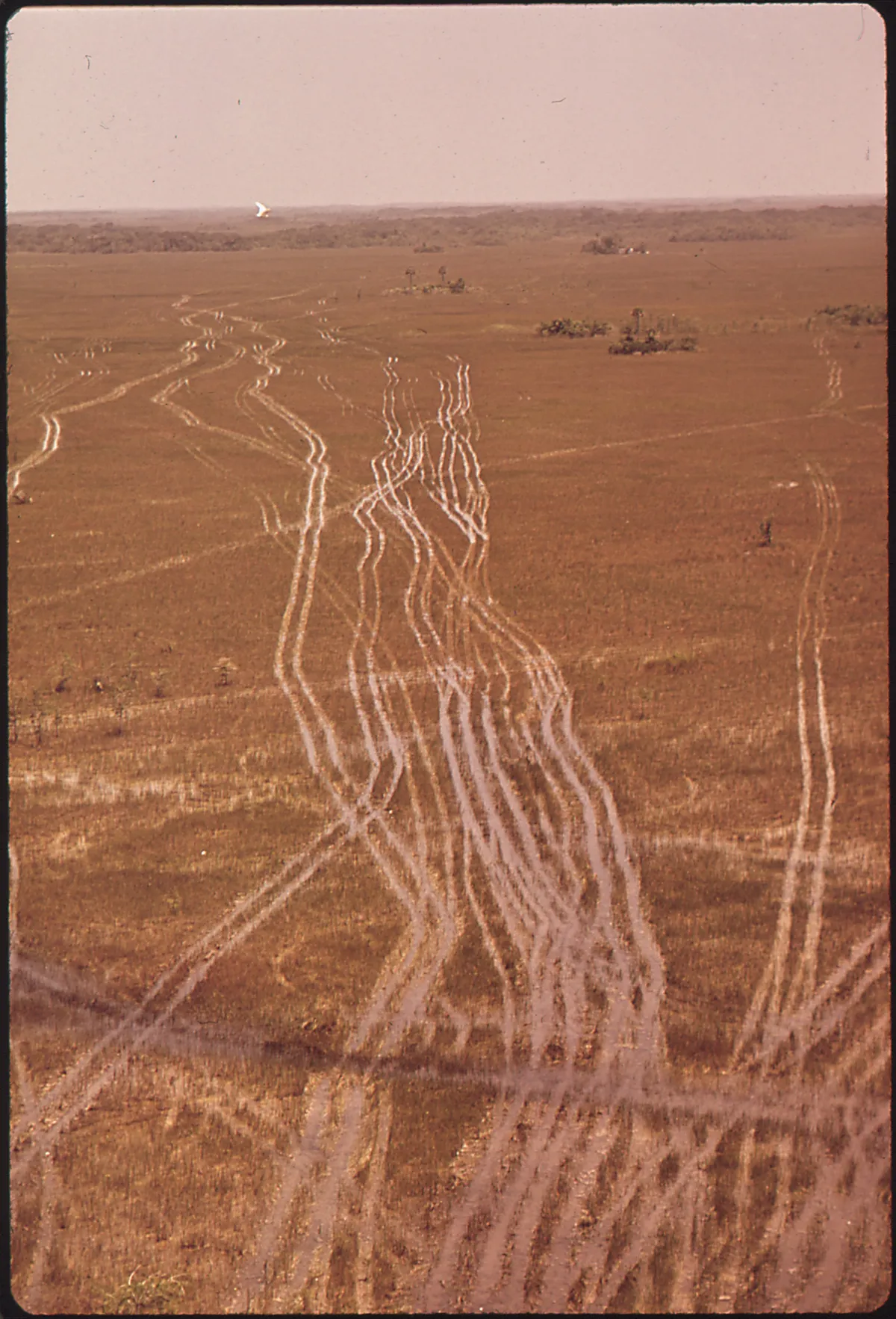 Aerial view of dozens of braided swamp buggy tracks scarring the open prairie of the Big Cypress Swamp, photographed in 1972.