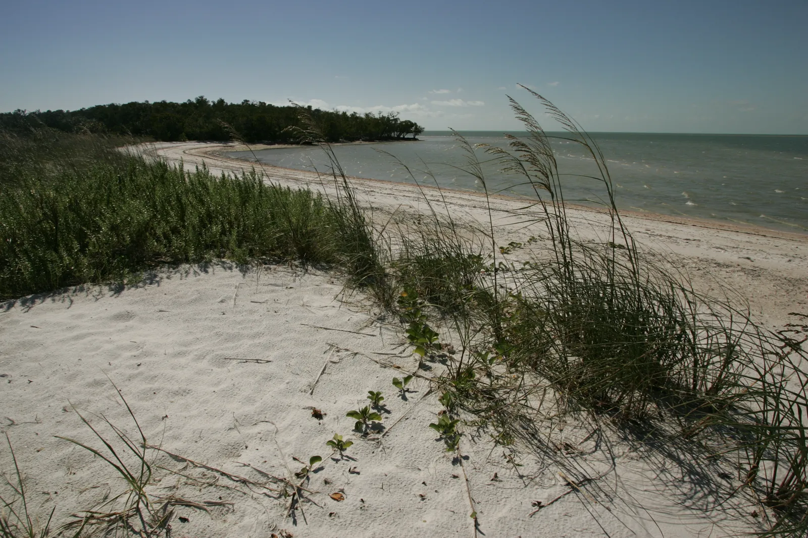 A curving white sand shoreline backed by sea oats and low green scrub in Ten Thousand Islands National Wildlife Refuge, with a wooded point reaching into calm Gulf water.