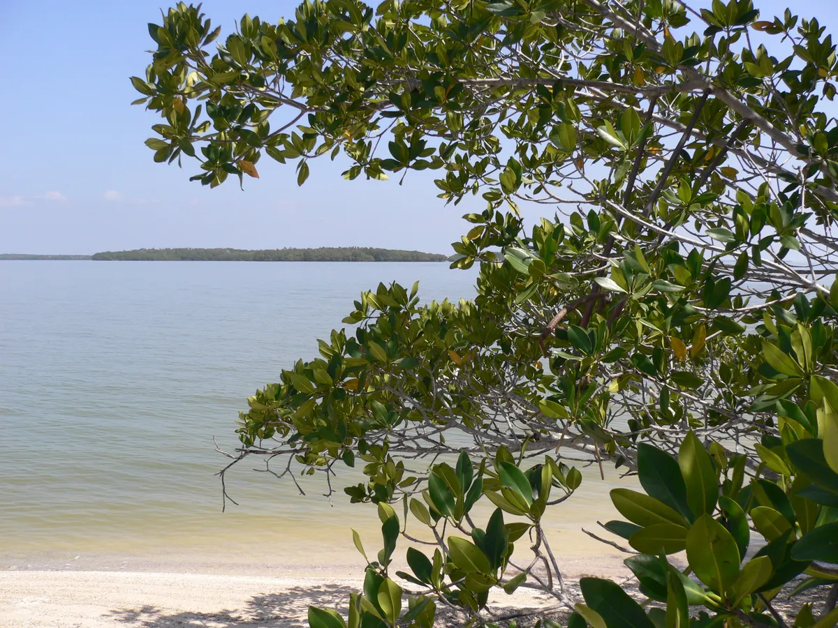 Red mangrove branches framing calm green water in the Ten Thousand Islands, with a low mangrove island on the far shore.